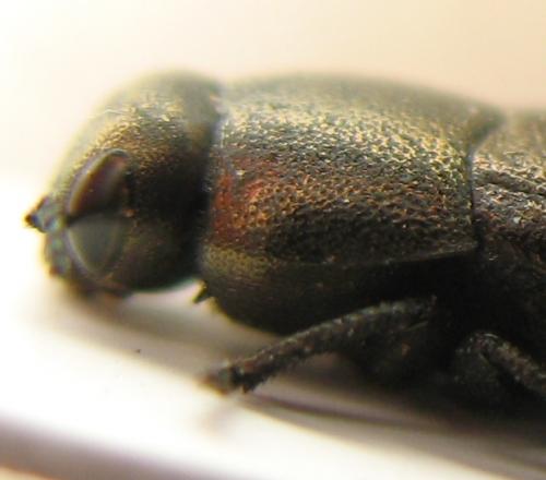 Sphenoptera laportei